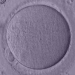 Ооцит и яйцеклетка в чем разница на самом деле