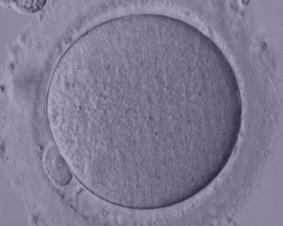 Ооцит и яйцеклетка в чем разница на самом деле